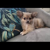 Chihuahua - Dogs