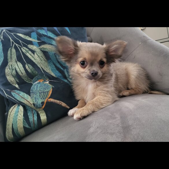Chihuahua - Dogs