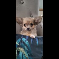 Chihuahua - Dogs