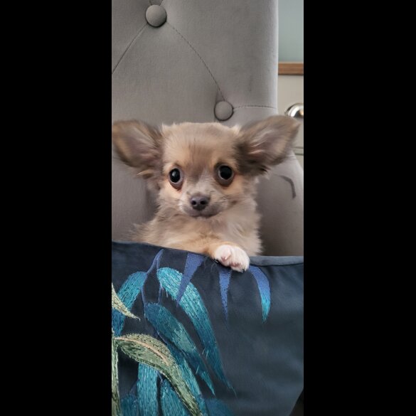 Chihuahua - Dogs