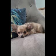 Chihuahua - Dogs