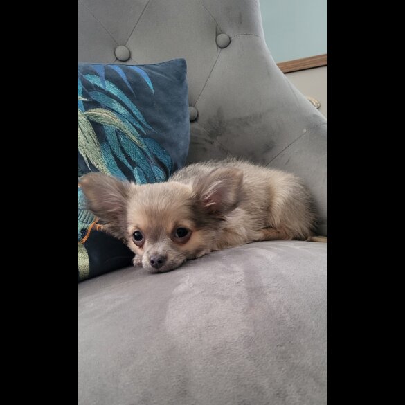 Chihuahua - Dogs