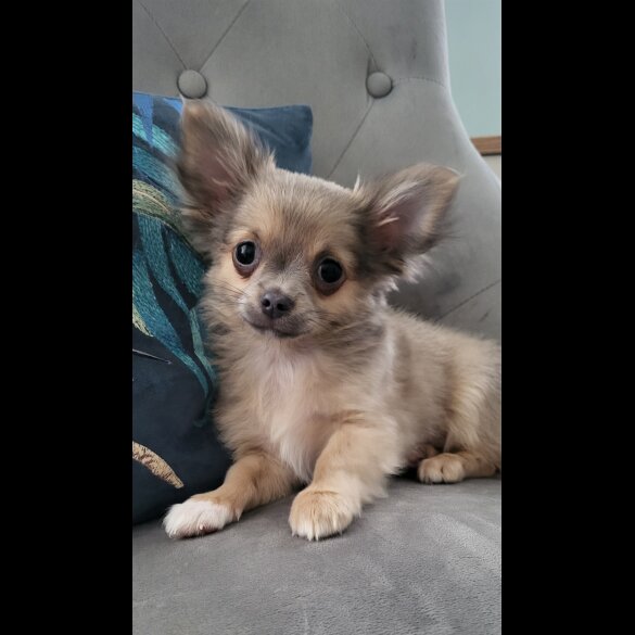Chihuahua - Dogs