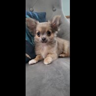 Chihuahua - Dogs