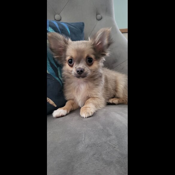 Chihuahua - Dogs