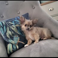 Chihuahua - Dogs