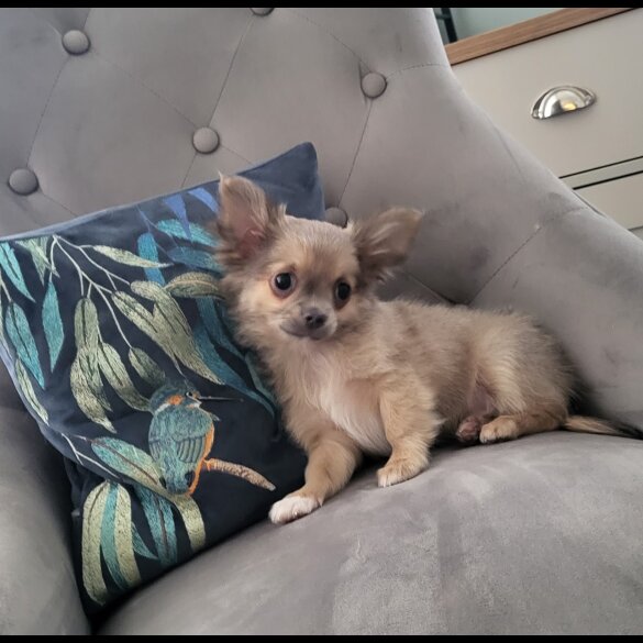 Chihuahua - Dogs
