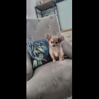 Chihuahua - Dogs