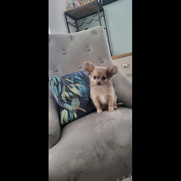 Chihuahua - Dogs