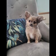 Chihuahua - Dogs