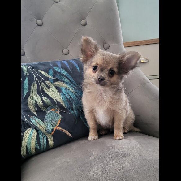 Chihuahua - Dogs
