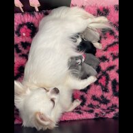 Chihuahua - Both