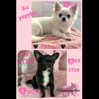 Chihuahua - Both