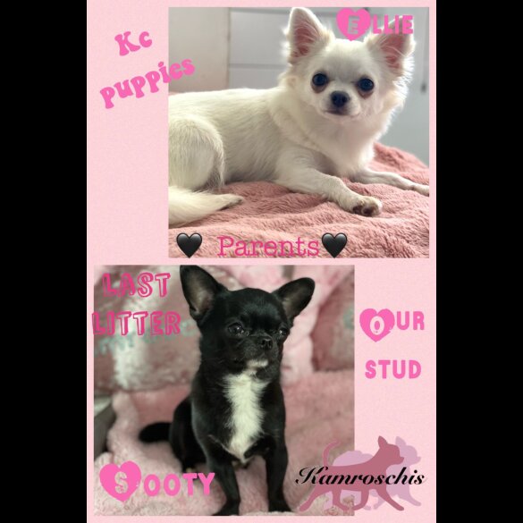 Chihuahua - Both