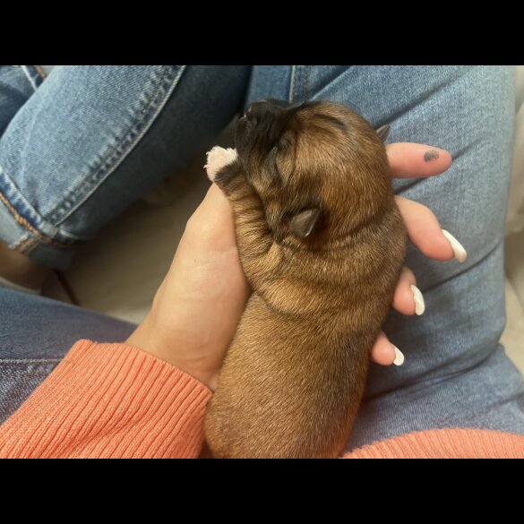 Chorkie - Both