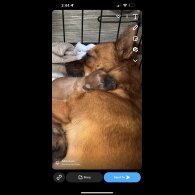 Chorkie - Both