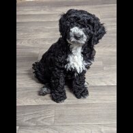 Cockapoo - Both