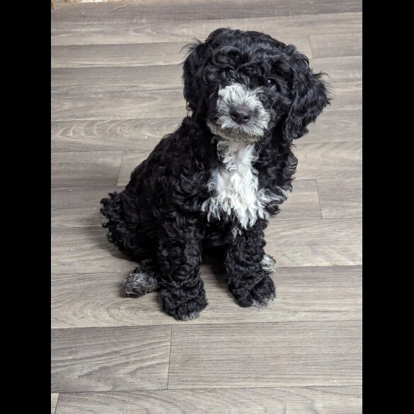 Cockapoo - Both
