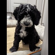 Cockapoo - Both