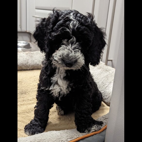 Cockapoo - Both