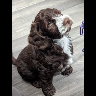 Cockapoo - Both
