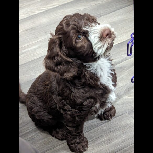 Cockapoo - Both