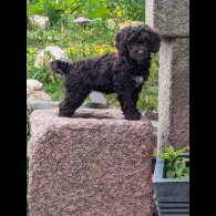 Cockapoo - Both