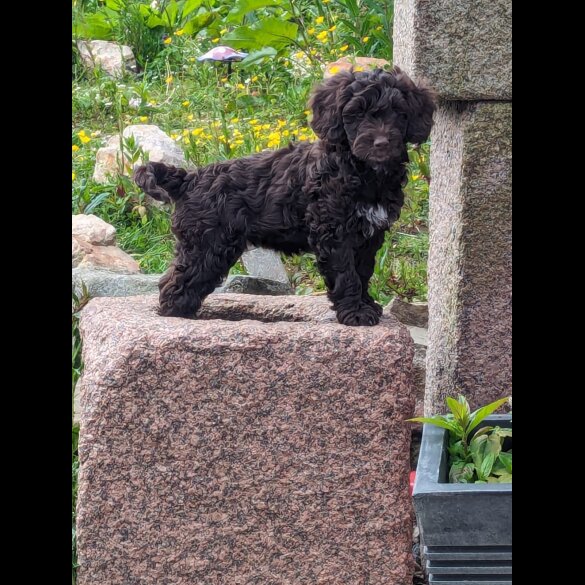 Cockapoo - Both