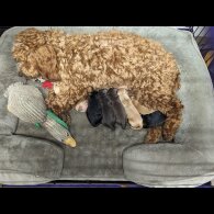 Cockapoo - Both