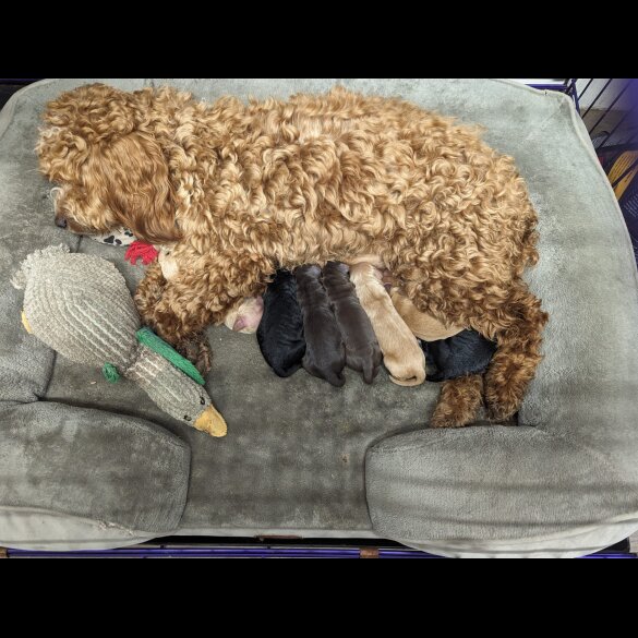 Cockapoo - Both