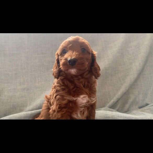 Cockapoo - Both