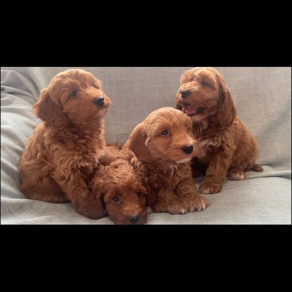 Cockapoo - Both