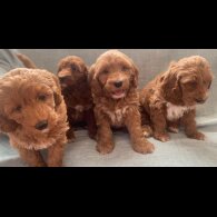 Cockapoo - Both