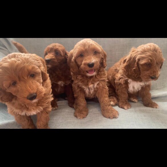 Cockapoo - Both