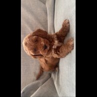 Cockapoo - Both