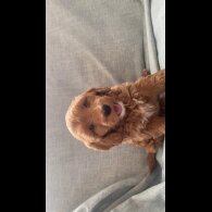 Cockapoo - Both