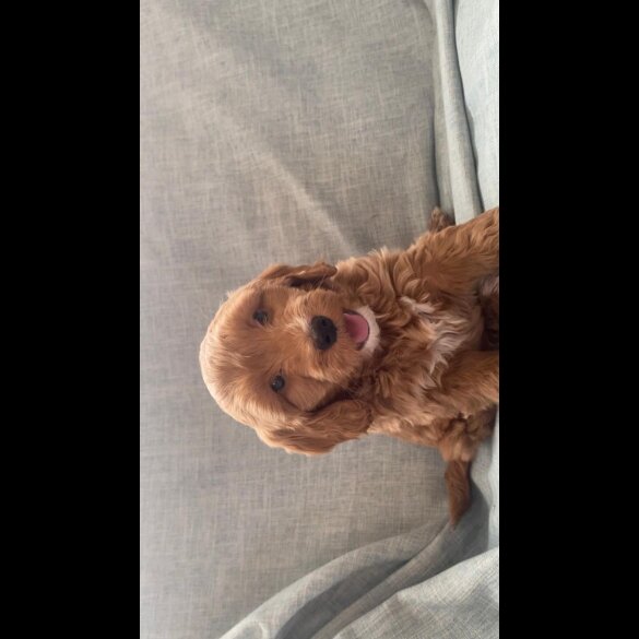 Cockapoo - Both