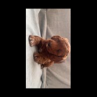 Cockapoo - Both