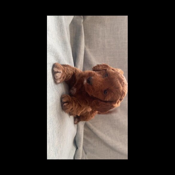 Cockapoo - Both