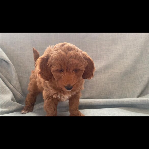 Cockapoo - Both