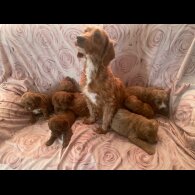 Cockapoo - Both