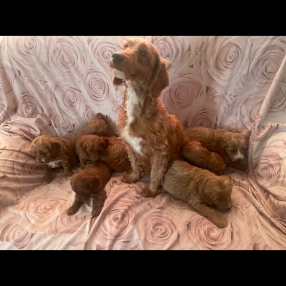 Cockapoo - Both