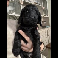 Cockapoo - Both