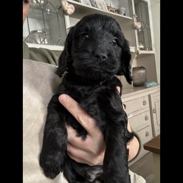 Cockapoo - Both