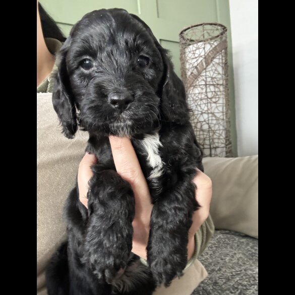 Cockapoo - Both