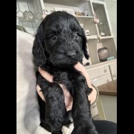 Cockapoo - Both