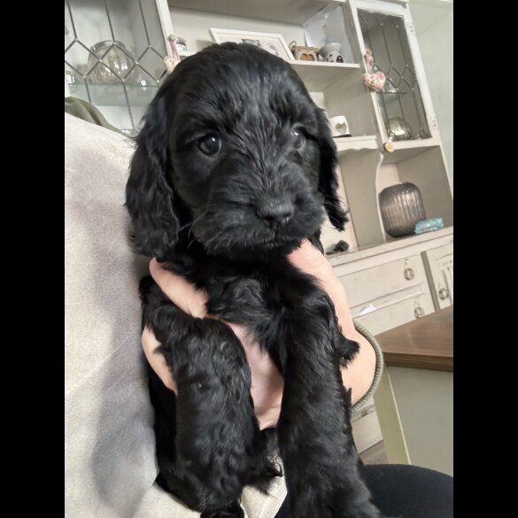 Cockapoo - Both