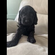 Cockapoo - Both