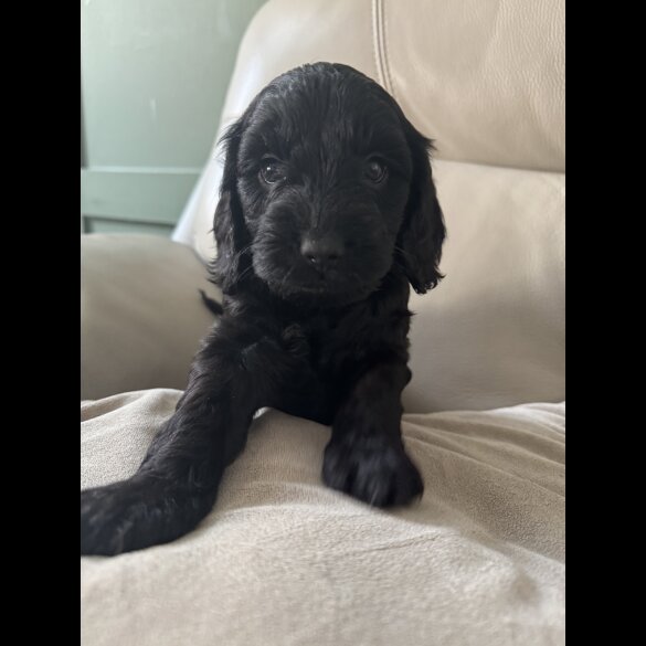 Cockapoo - Both