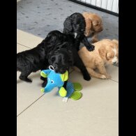 Cockapoo - Both